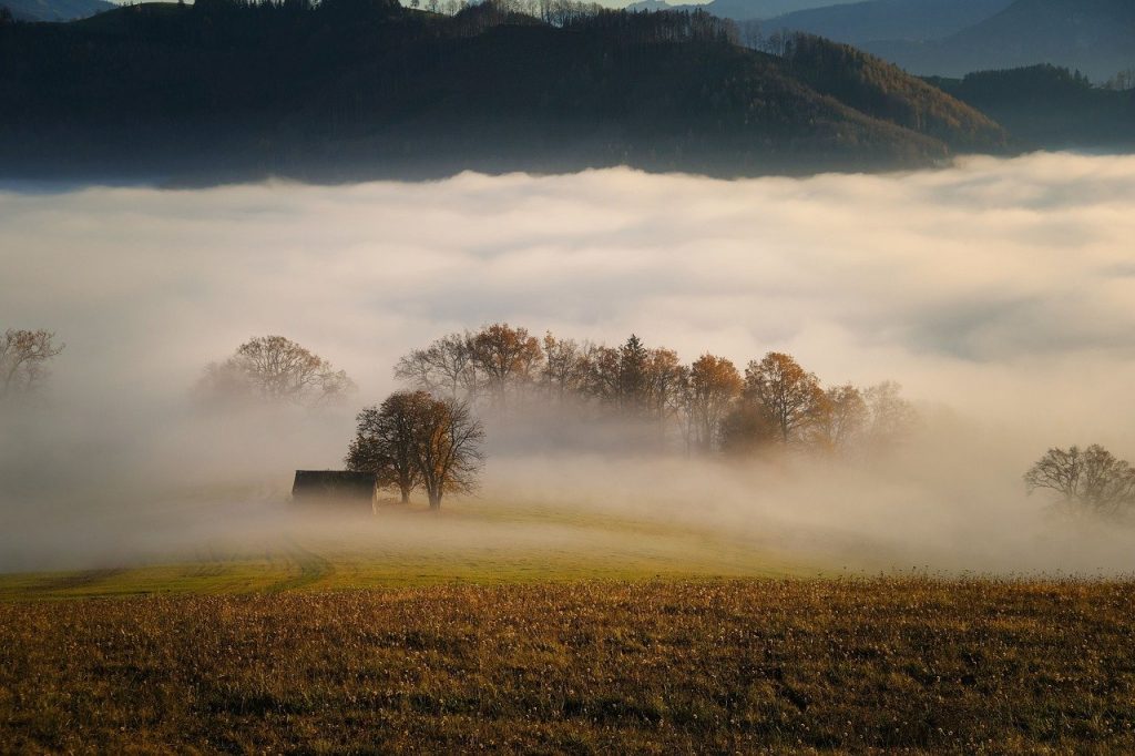 trees, fog, field